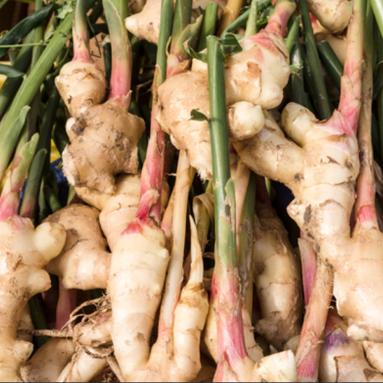 what-is-ginger-good-for-organic-pharmer