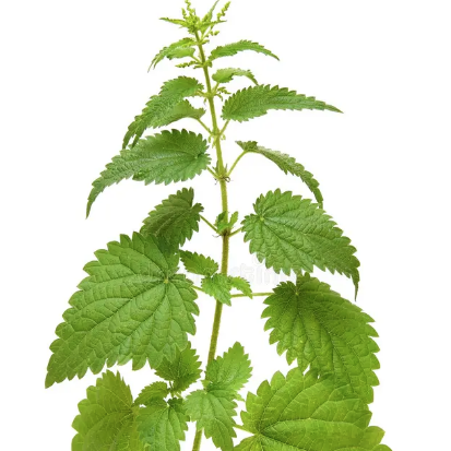 nettles for womens health