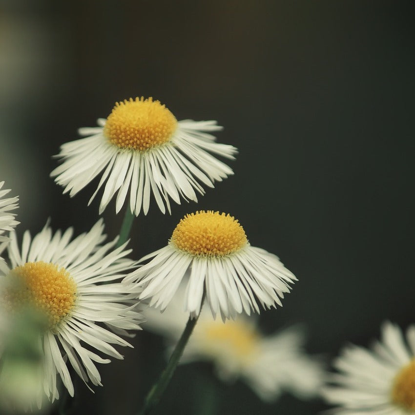 chamomile anti-inflammatory tea