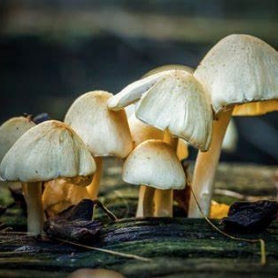 mushrooms for immune boosting