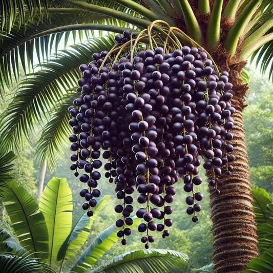 acai what