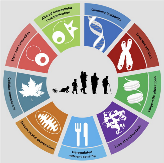 What are the 9 hallmarks of aging? 