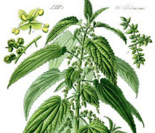 nettle tea benefits