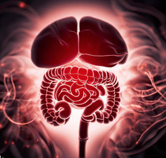 hungry brain and hungry gut connection with food and hunger