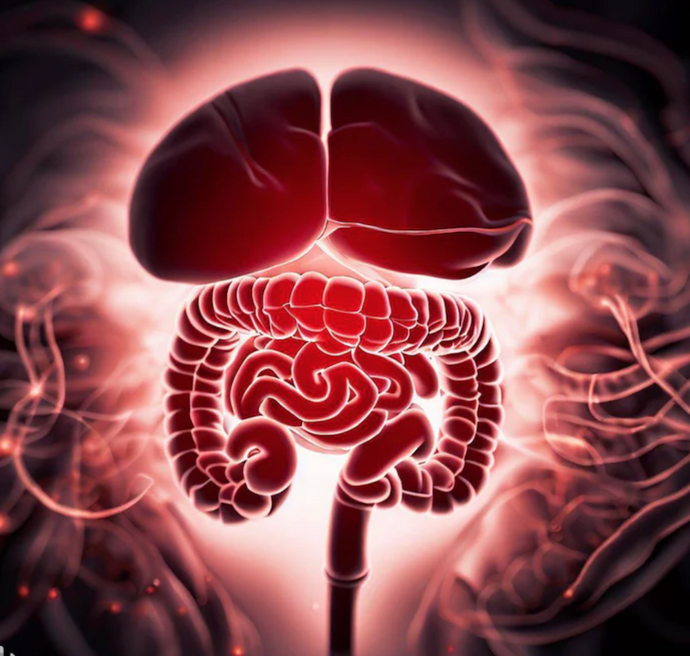 The Hungry Brain and The Hungry Gut | Organic Pharmer