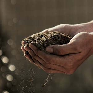 healthy soil thanks to regenerative farming