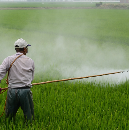 How organic farming improves food quality and health