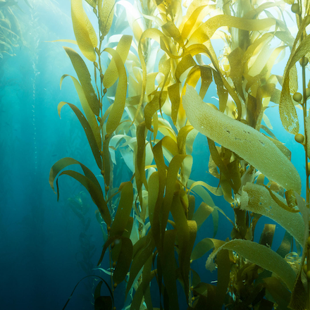 health benefit of seaweed