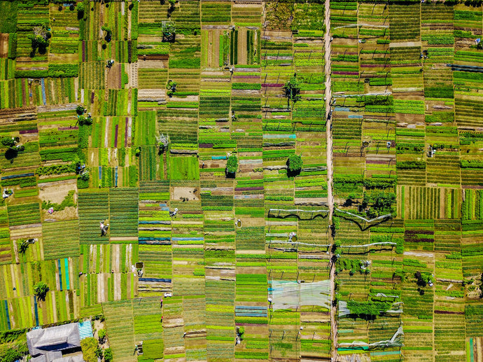 Why Going Organic Is A Healthy Must | Organic Pharmer