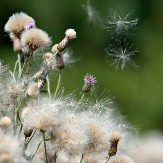 Holistic Tips for Seasonal Allergies & Immune Support